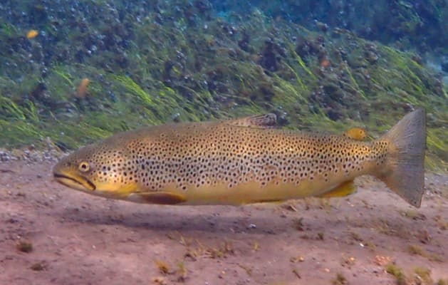 Private Bubbling Sands Snorkeling tour – tour photo 2