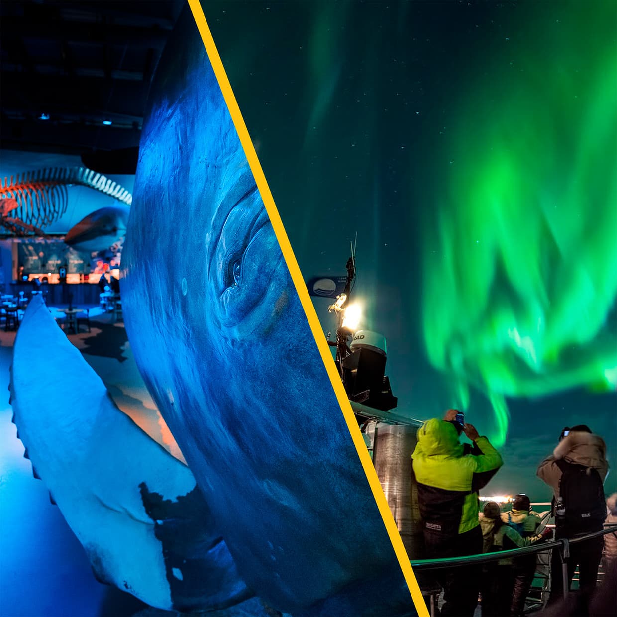 Northern Lights by Boat With a Backup Plan – Iceland tour