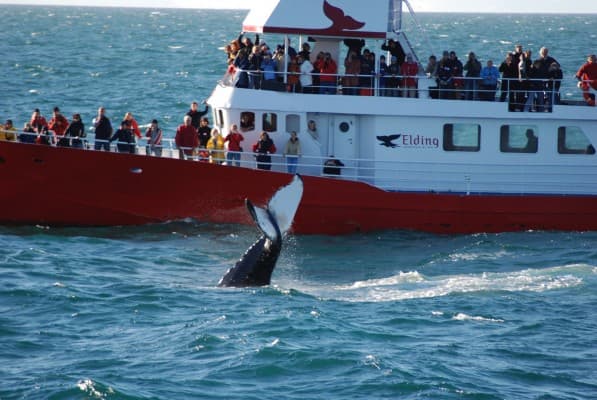Humpback whale fluke seen from the whale watching boat