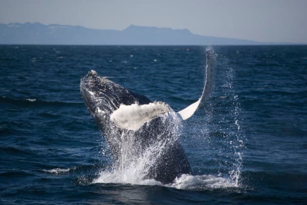 Silfra snorkeling and whale watching tour