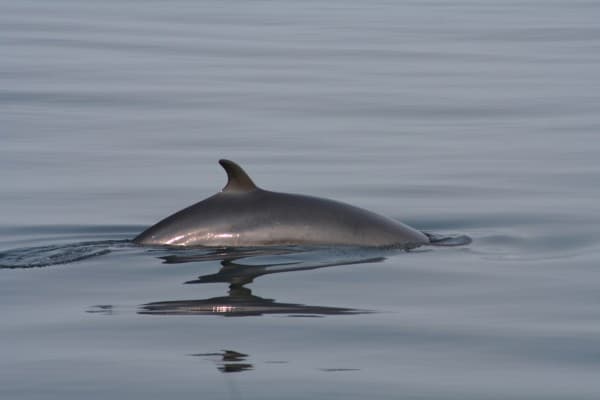 Minke whale