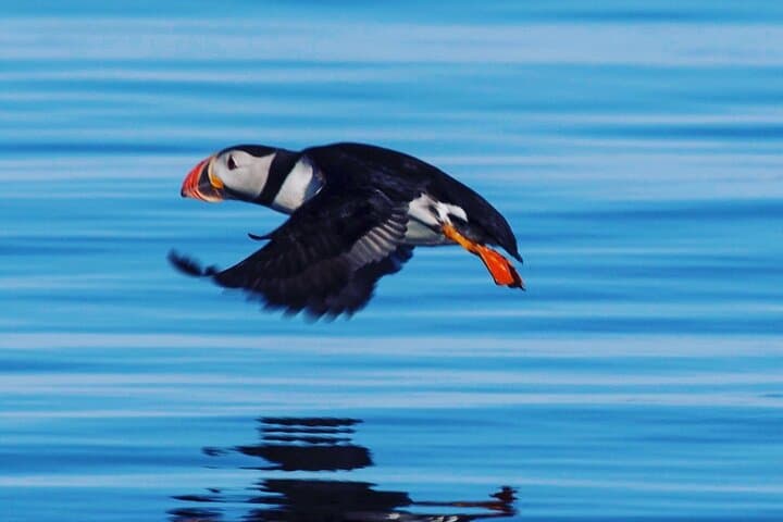 Sights along the Whale Watching Akureyri tour