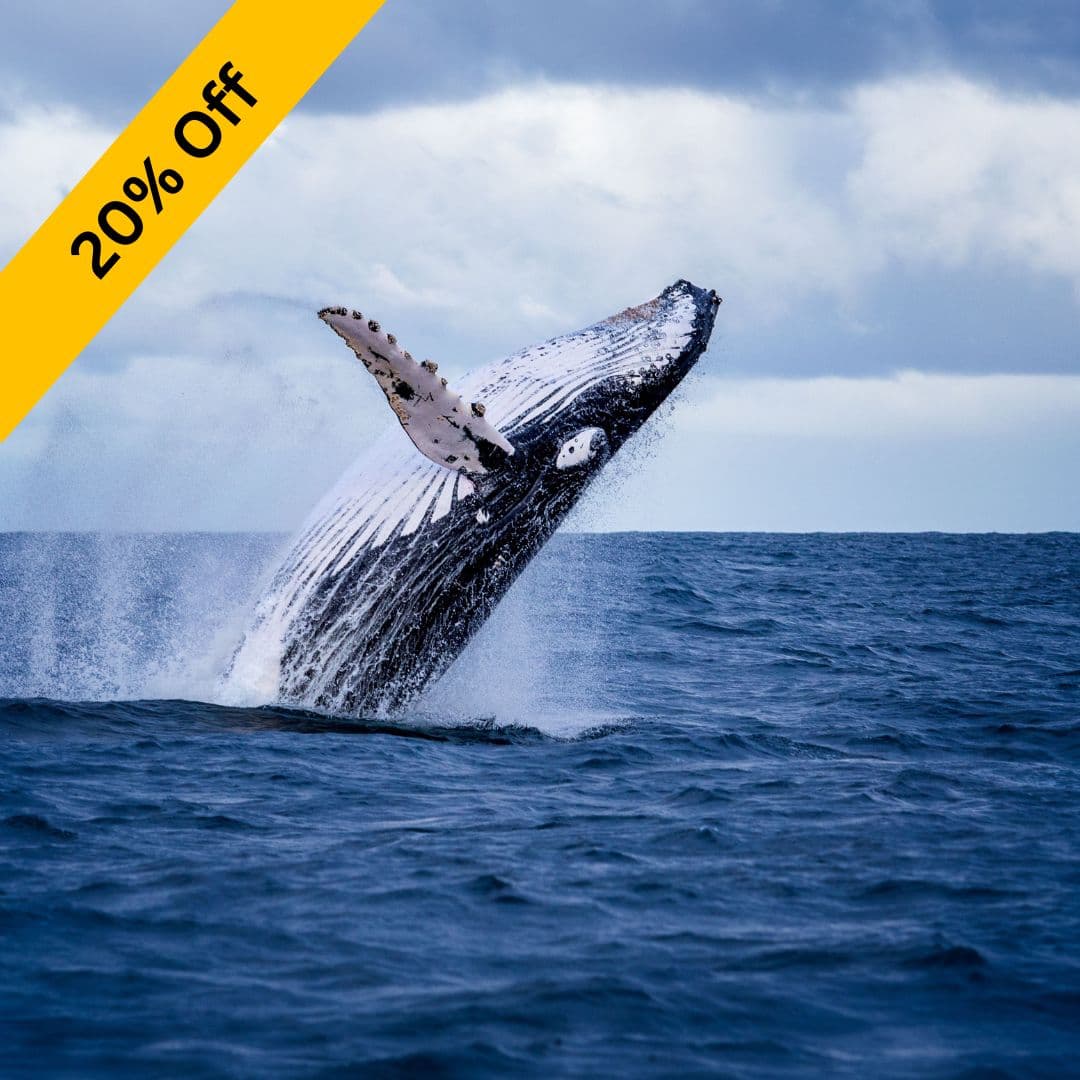 Whale Watching Akureyri – Iceland tour