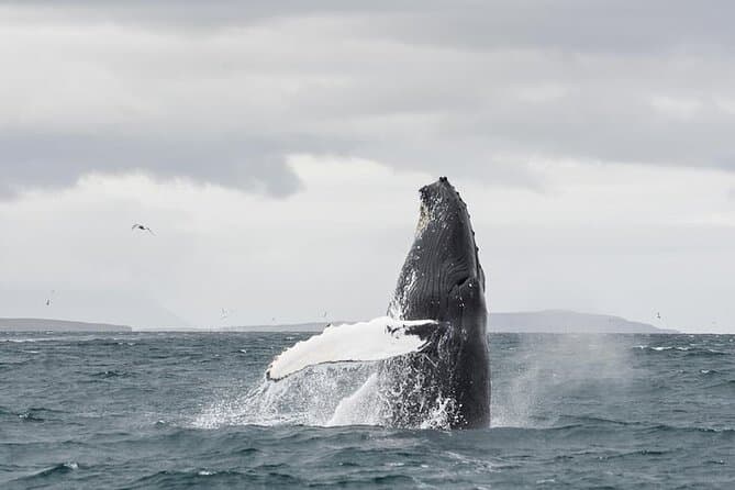 Landscape seen on the Akureyri Classic Whale Watching tour