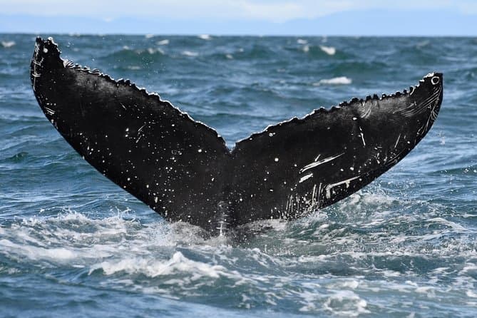 Akureyri Classic Whale Watching – Iceland tour