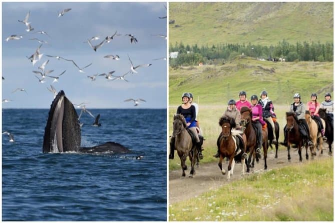 Experience Whale Watching in Reykjavik: Full-Day Tour and horse riding – Iceland tour