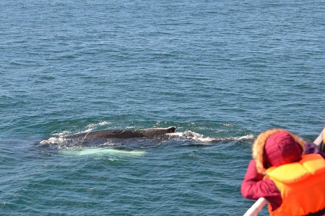 Views from the Experience Whale Watching in Reykjavik: Full-Day Tour and horse riding