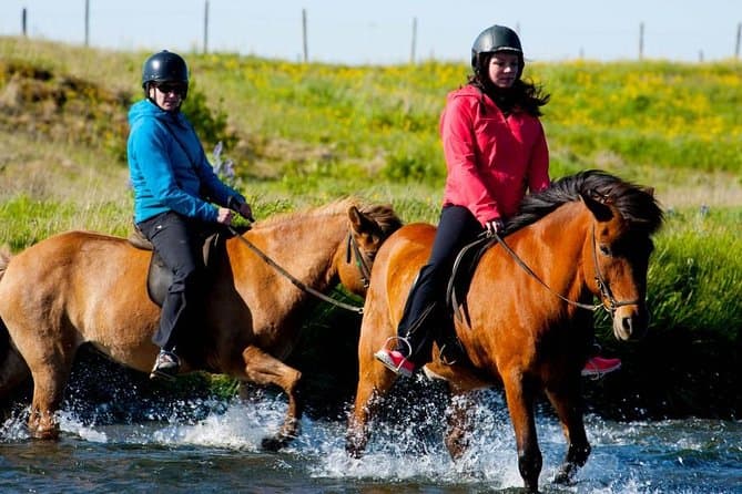 Landscape seen on the Experience Whale Watching in Reykjavik: Full-Day Tour and horse riding