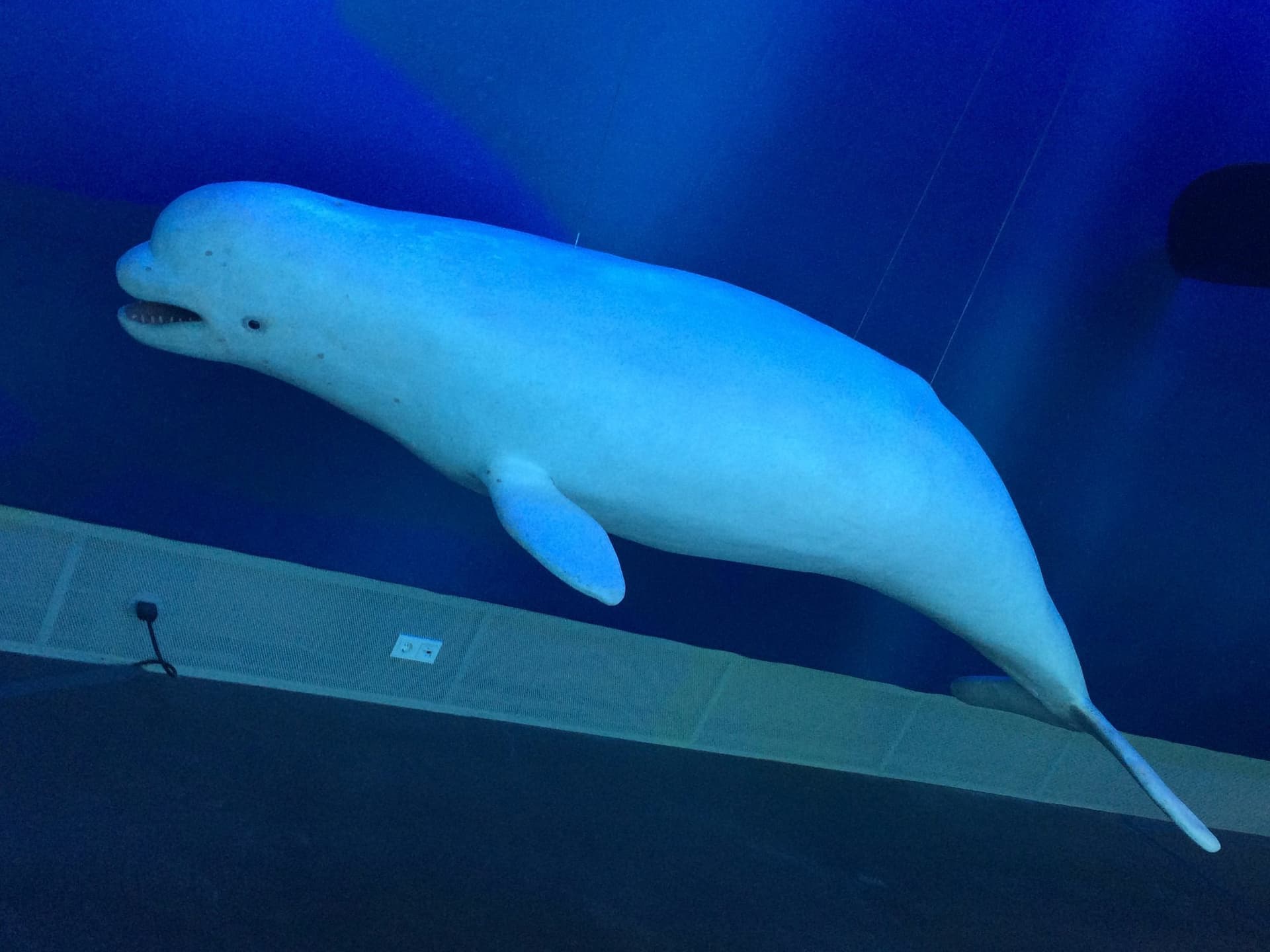 Beluga whale model
