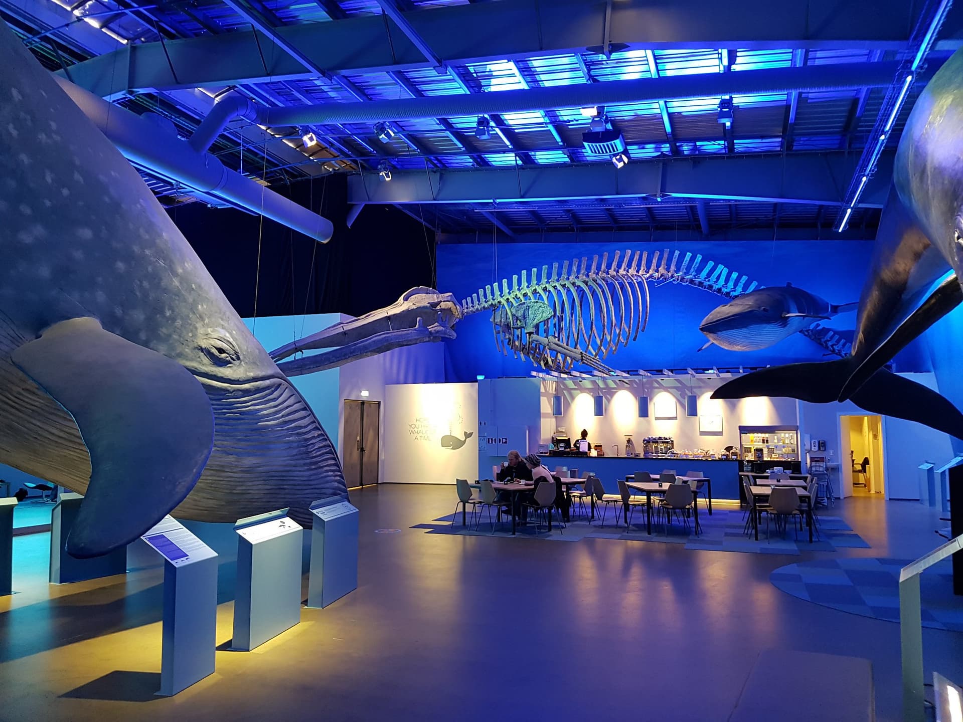 Highlights of the Whale Watching & Whales of Iceland Museum tour