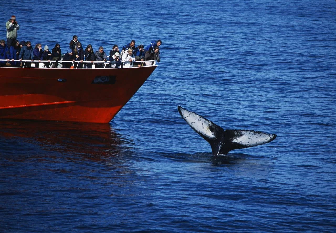 Reykjavík Classic Whale Watching – Iceland tour