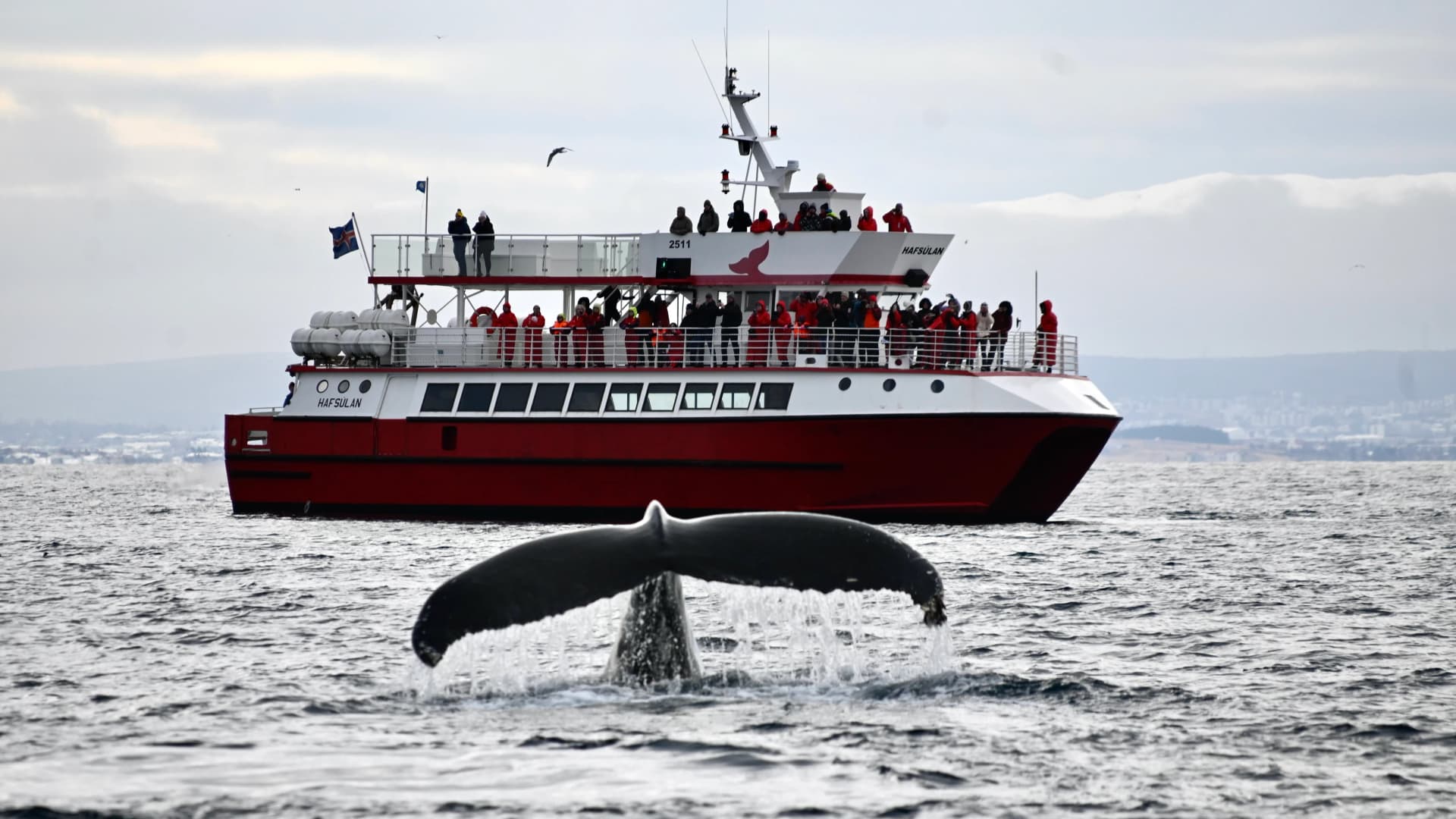Sights along the Reykjavík Classic Whale Watching tour