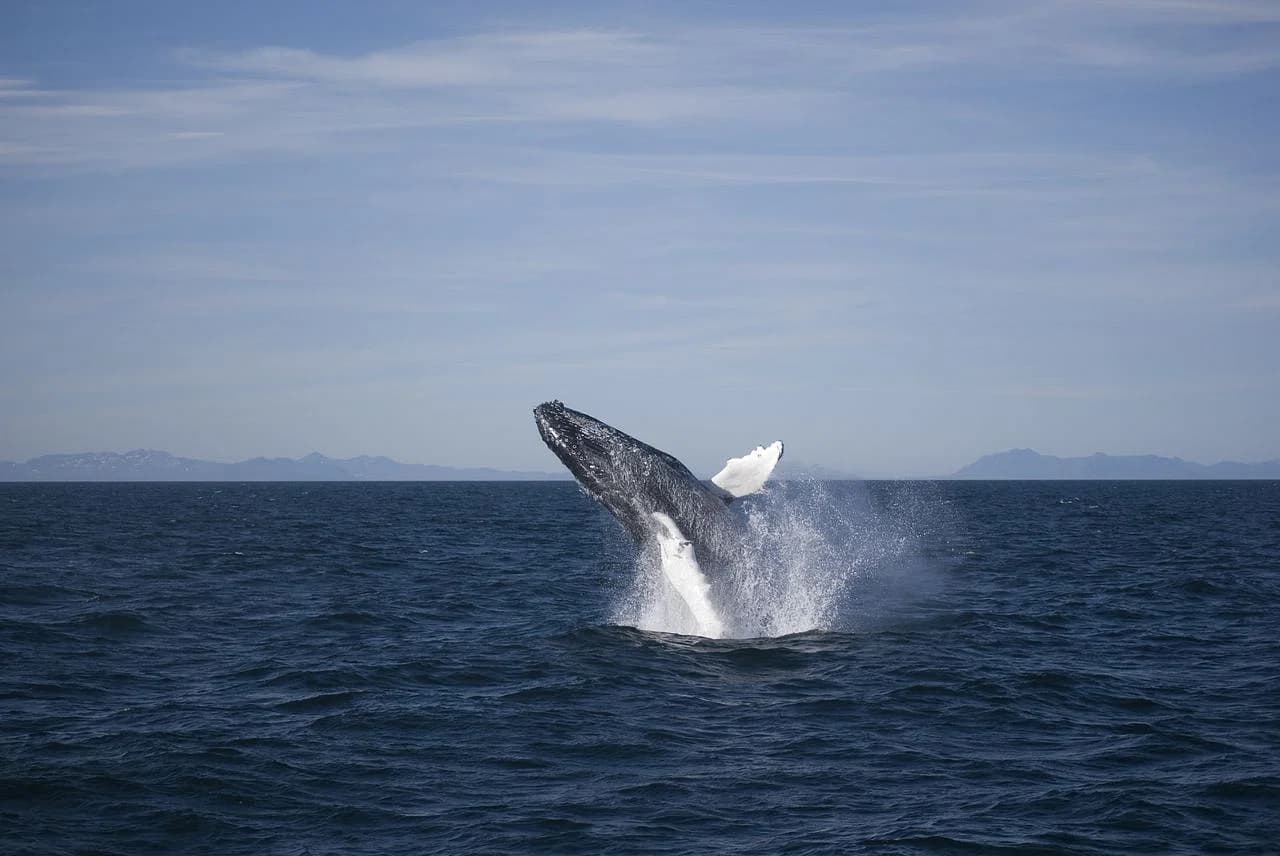 Views from the Reykjavík Classic Whale Watching tour