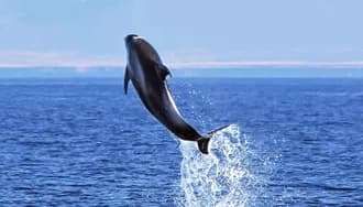 Views from the Whales & Auroras tour