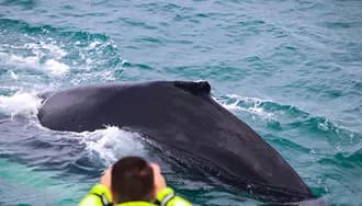 Sights along the Whales & Auroras tour