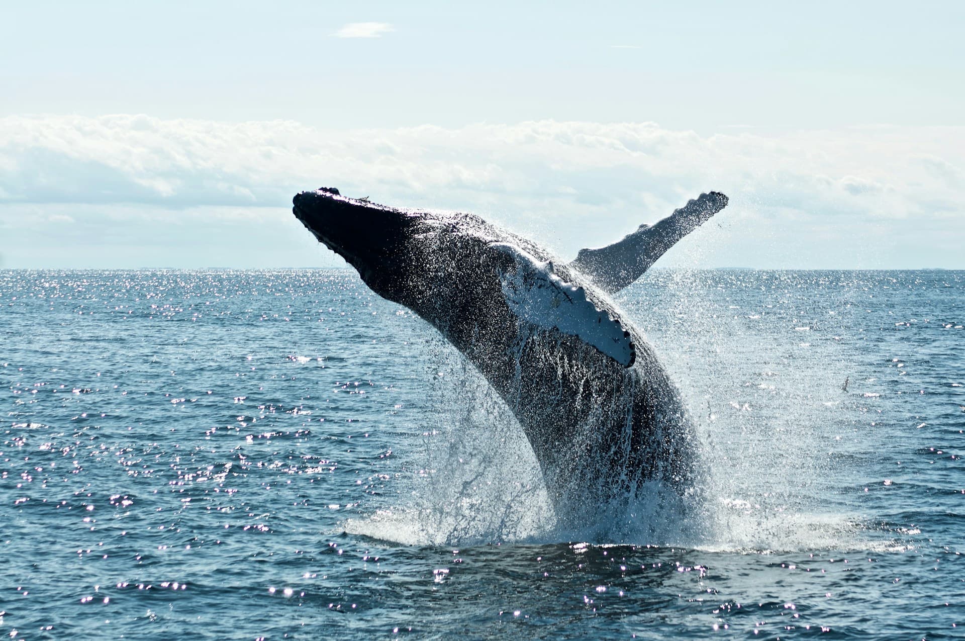 Humpback whale breaching the ocean surface with spray