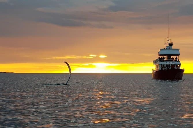 Akureyri Classic Whales in the Midnight Sun – Iceland tour