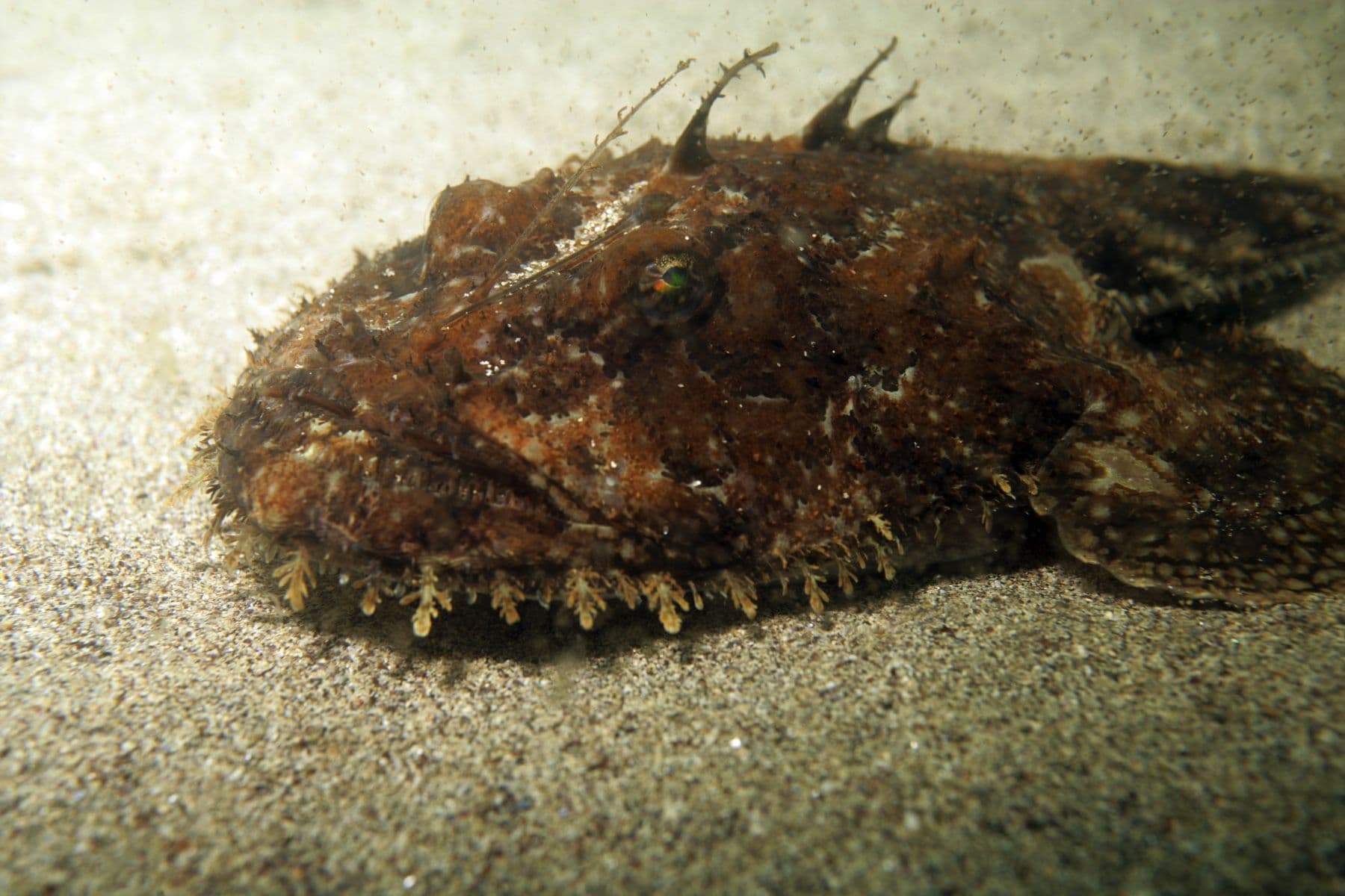 Monkfish on the seabed at Garður, Iceland