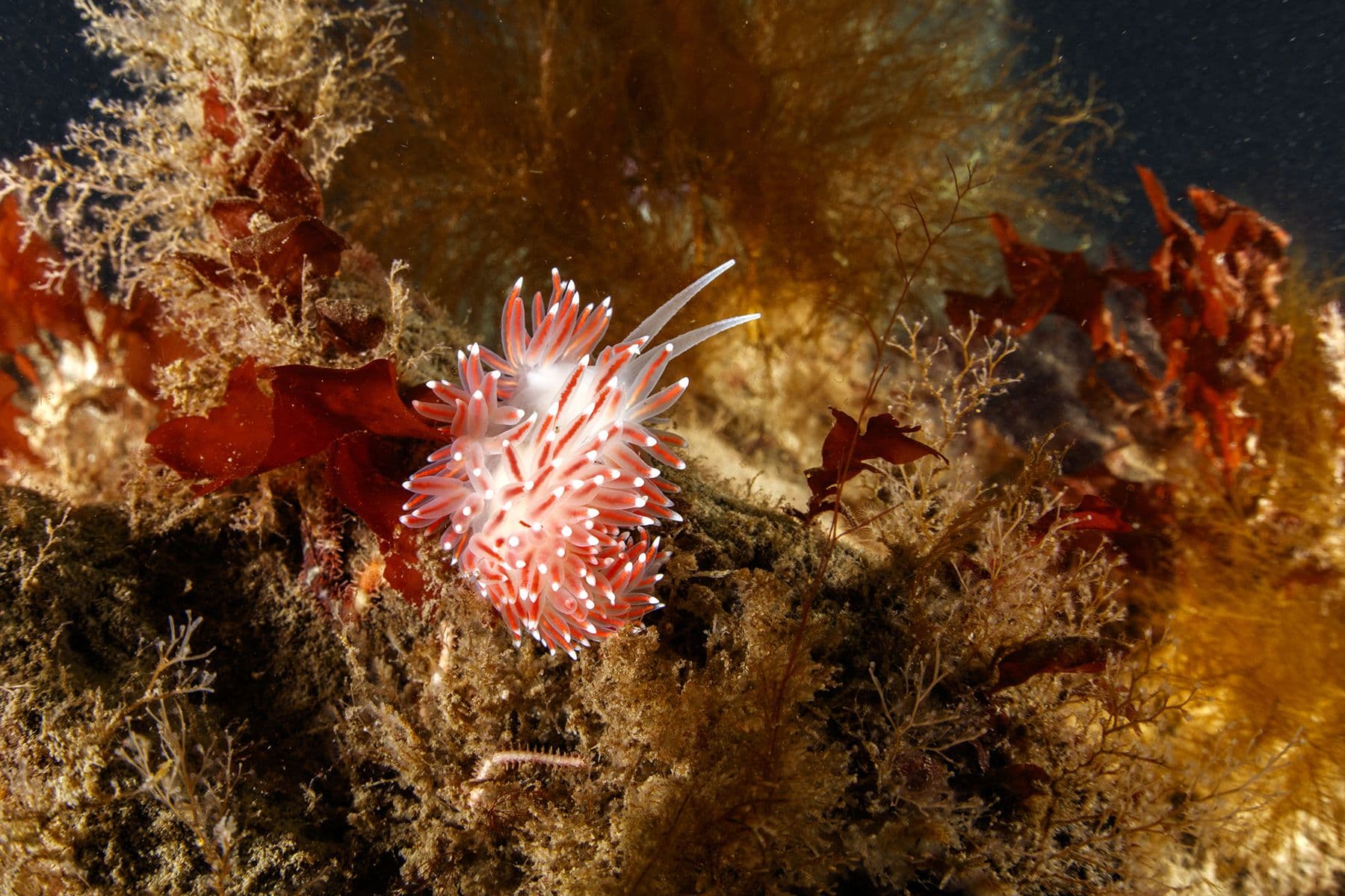 Flabellina nudibranch on kelp at Garður, Iceland