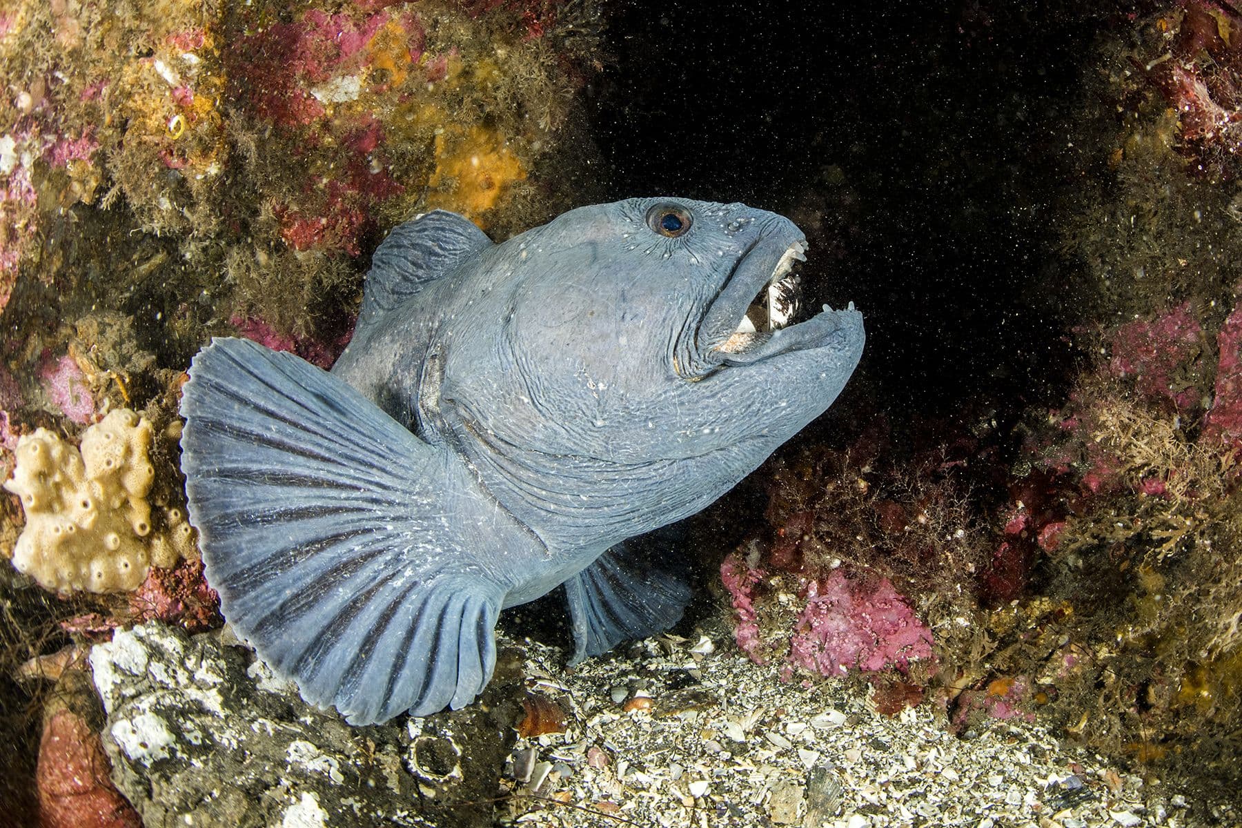 Wolffish among sponge and kelp on a dive in Iceland